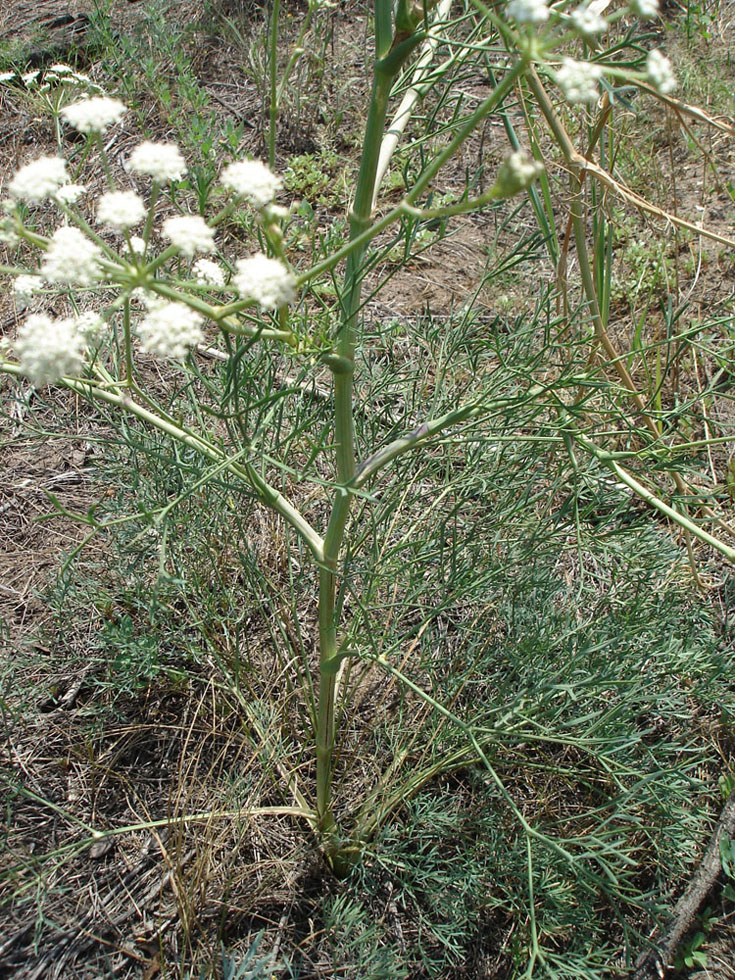 Image of Seseli arenarium specimen.