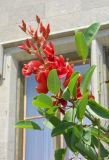 Erythrina crista-galli