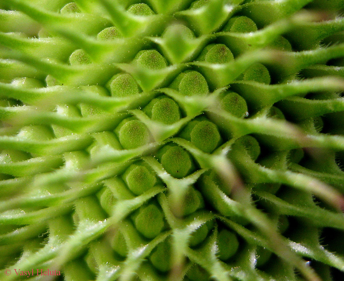Image of Dipsacus fullonum specimen.