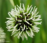 Sparganium erectum