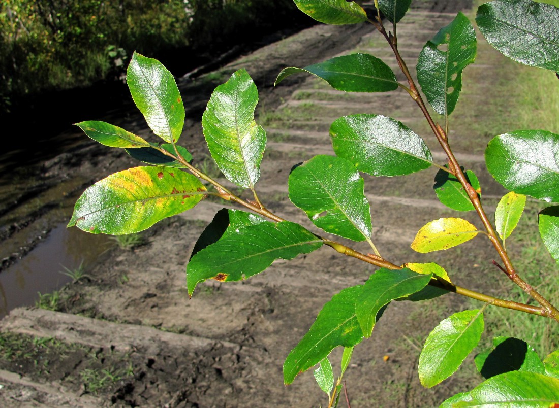 Изображение особи Salix phylicifolia.