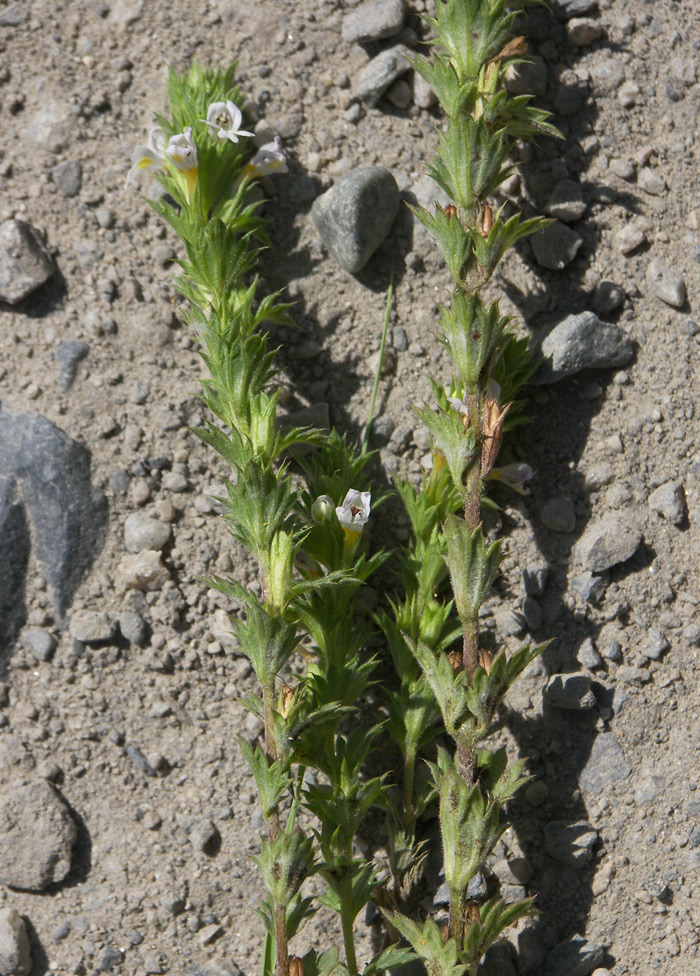 Изображение особи Euphrasia caucasica.