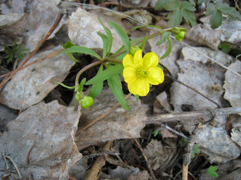 Изображение особи Ranunculus monophyllus.