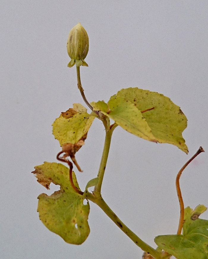 Image of Viola canina specimen.