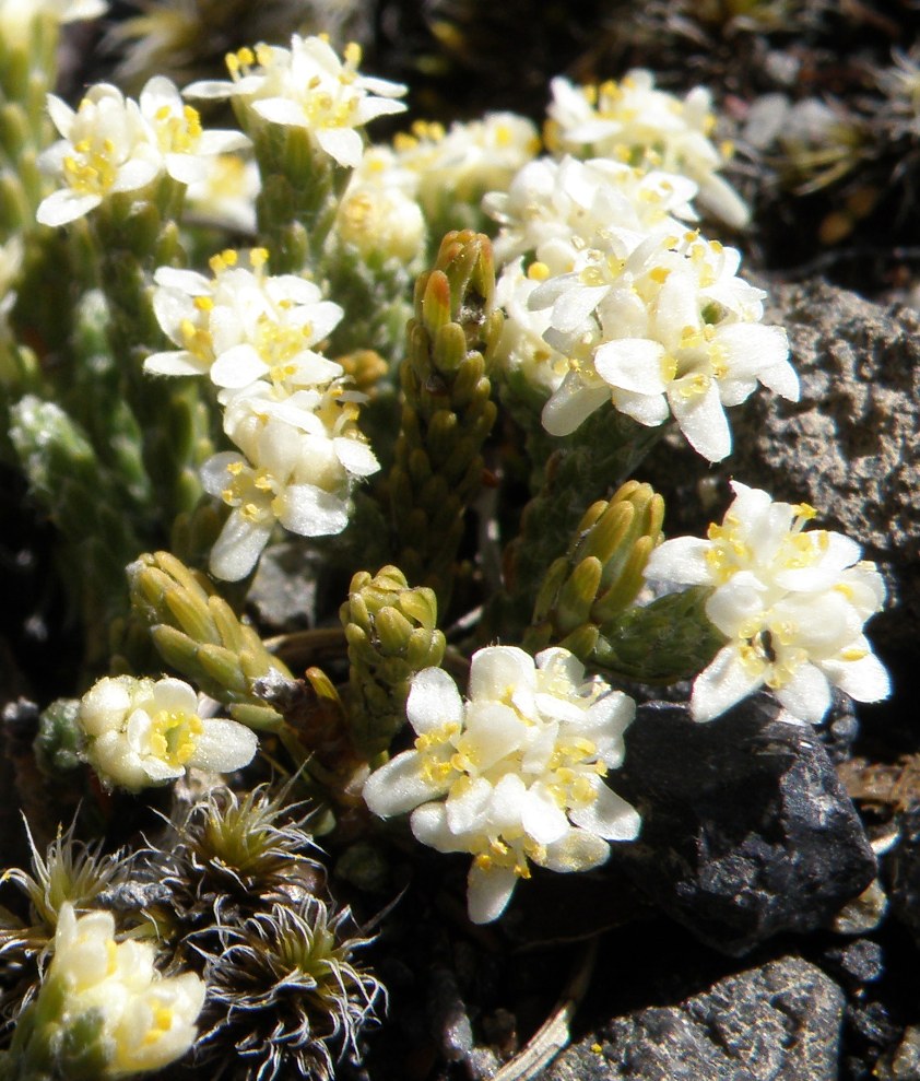 Image of Kelleria dieffenbachii specimen.