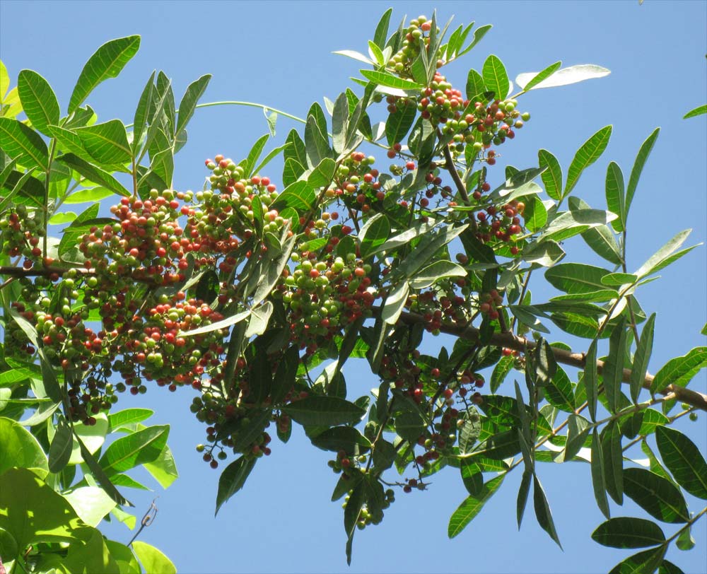 Изображение особи Schinus terebinthifolia.
