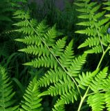 Pteridium pinetorum ssp. sajanense