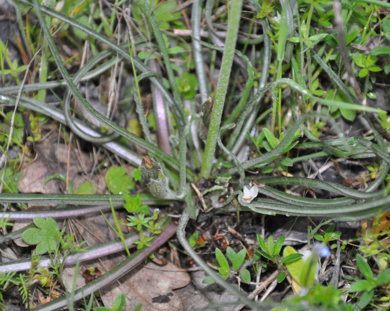 Image of Scorzonera crocifolia specimen.