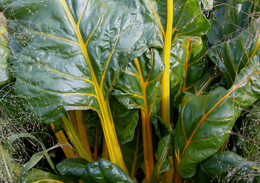 Image of Beta vulgaris ssp. cicla specimen.