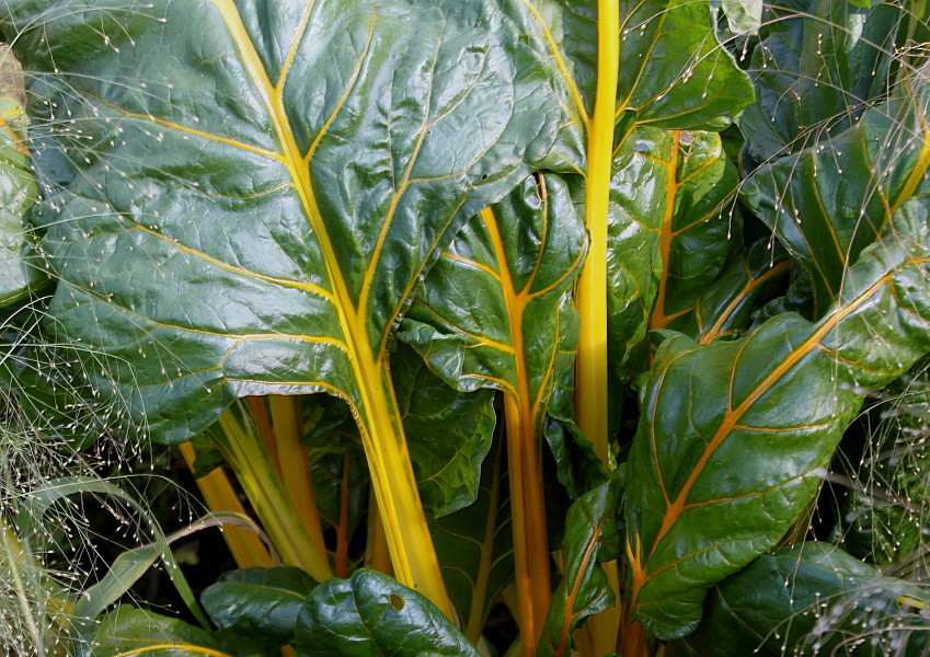 Изображение особи Beta vulgaris ssp. cicla.