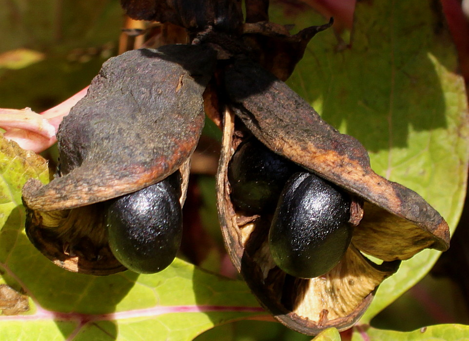 Image of genus Paeonia specimen.