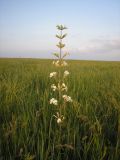 Silene viscosa