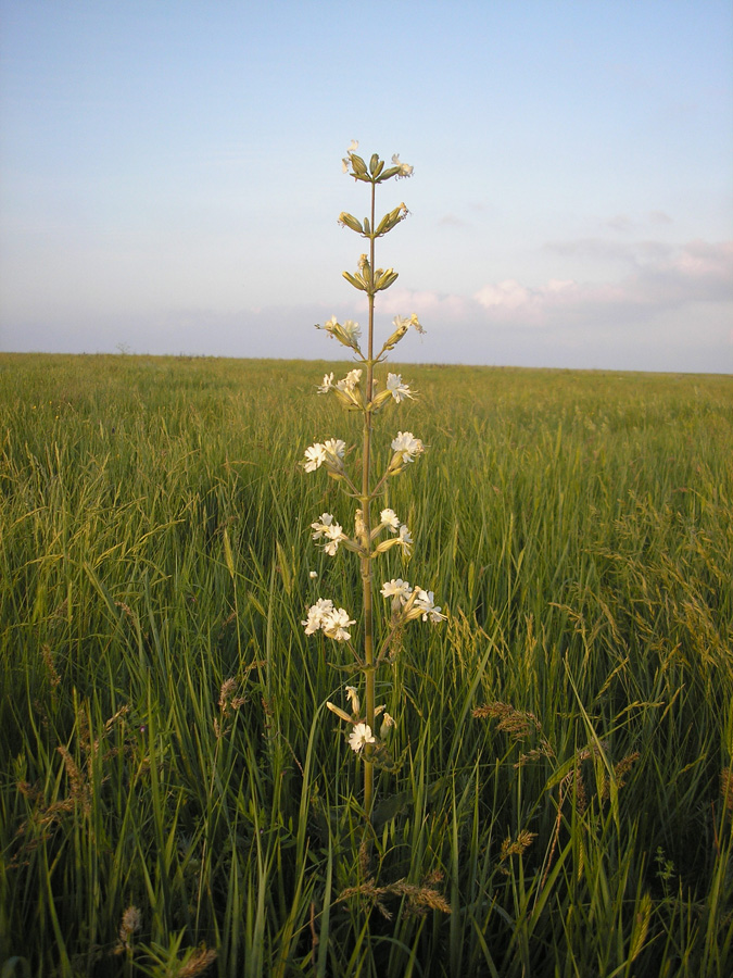 Image of Silene viscosa specimen.