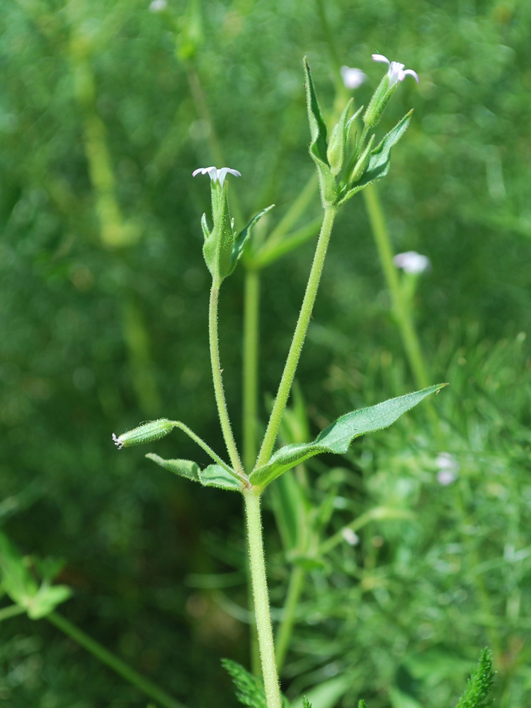 Image of Lepyrodiclis stellarioides specimen.