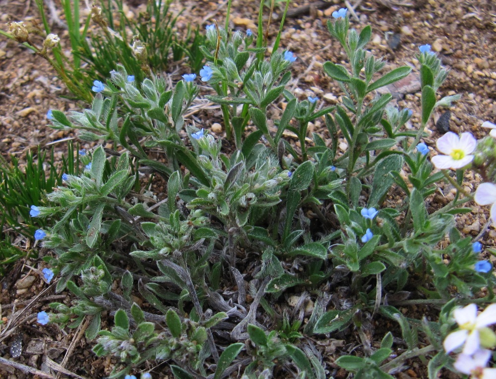 Image of Amblynotus rupestris specimen.