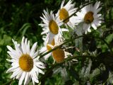 Leucanthemum maximum. Верхушки цветущих растений. Испания, автономное сообщество Андалусия, провинция Гранада, комарка Вега-де-Гранада, г. Гранада, Альгамбра. 13.07.2012.