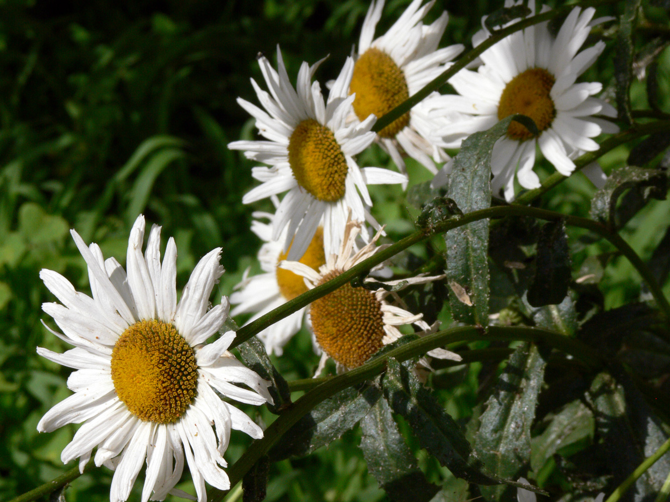 Image of Leucanthemum maximum specimen.