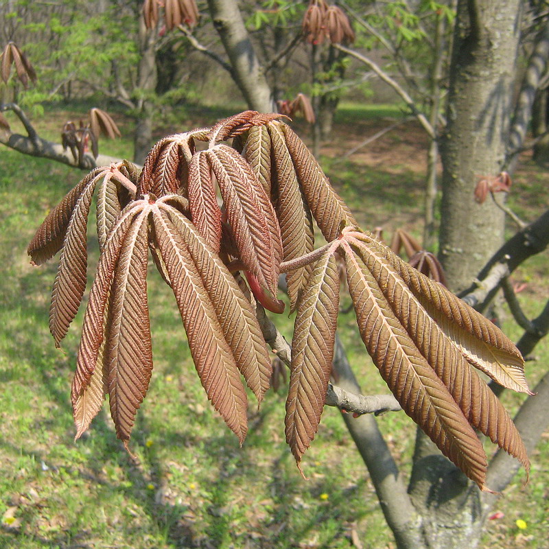 Изображение особи род Aesculus.