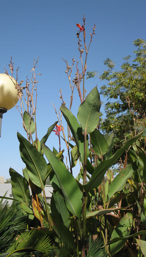 Image of genus Canna specimen.