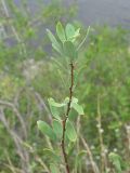 Image of taxon representative. Author is Сергей Одинец