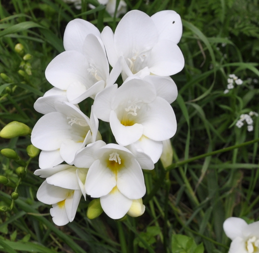 Image of genus Freesia specimen.