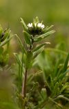 Buglossoides rochelii. Верхушка растения с соцветием. Ростовская обл., Мясниковский р-н, окр. хут. Щедрый, Чулекская балка. 07.04.2013.