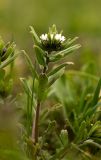 Buglossoides rochelii