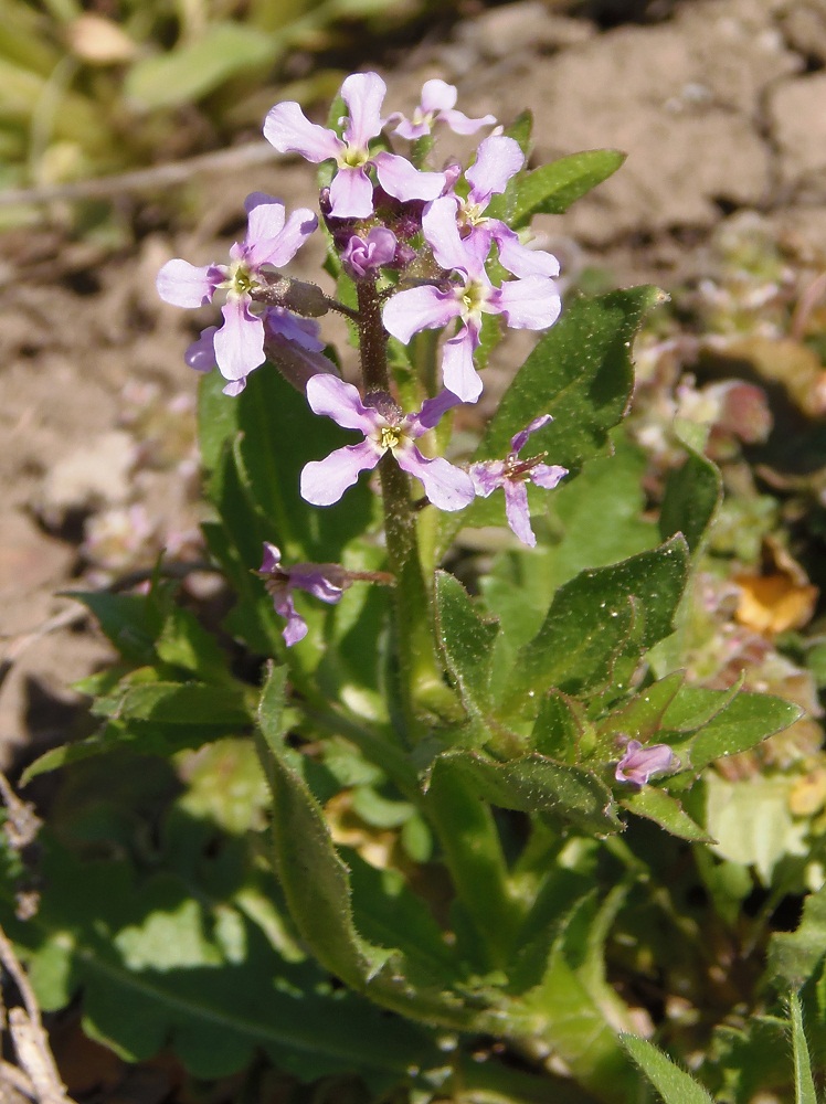 Image of Chorispora tenella specimen.