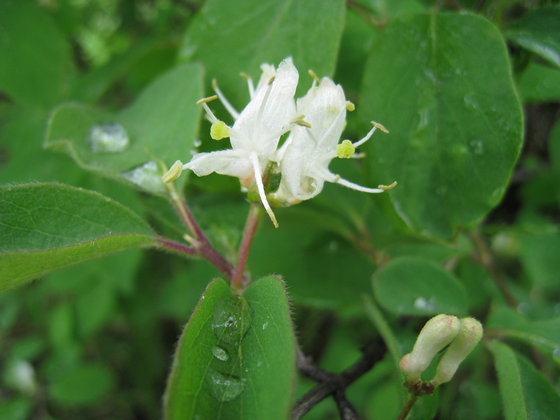Изображение особи Lonicera xylosteum.