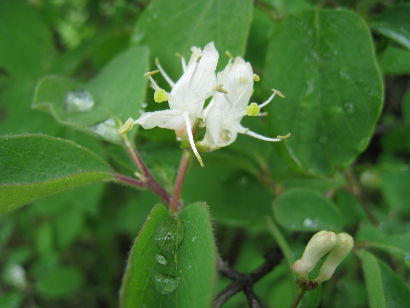 Image of Lonicera xylosteum specimen.