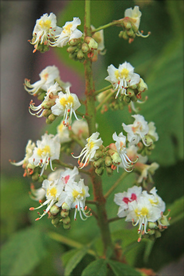 Изображение особи Aesculus hippocastanum.