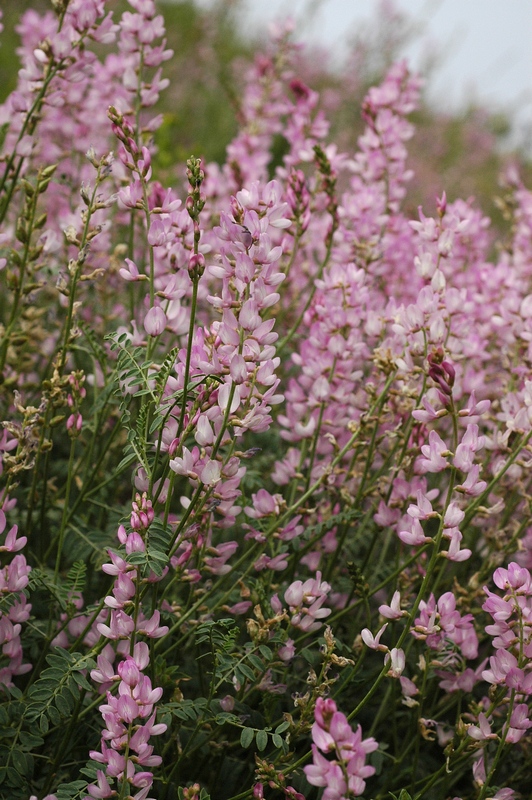 Изображение особи Astragalus macropterus.