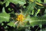 Centaurea benedicta