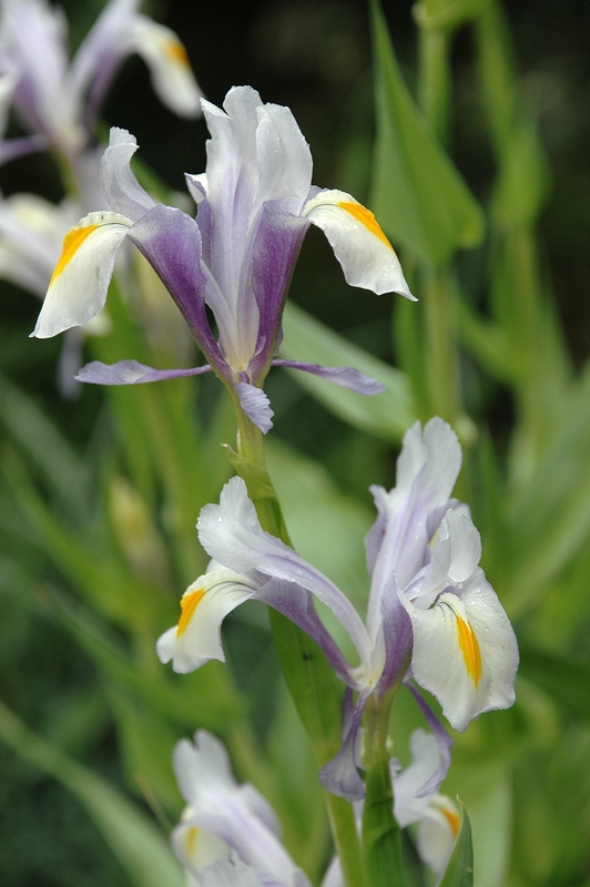 Image of Juno magnifica specimen.