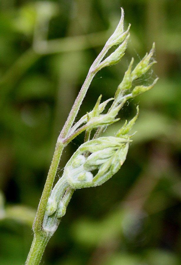 Image of Clematis potaninii specimen.