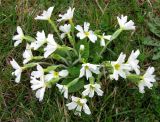 Primula vulgaris