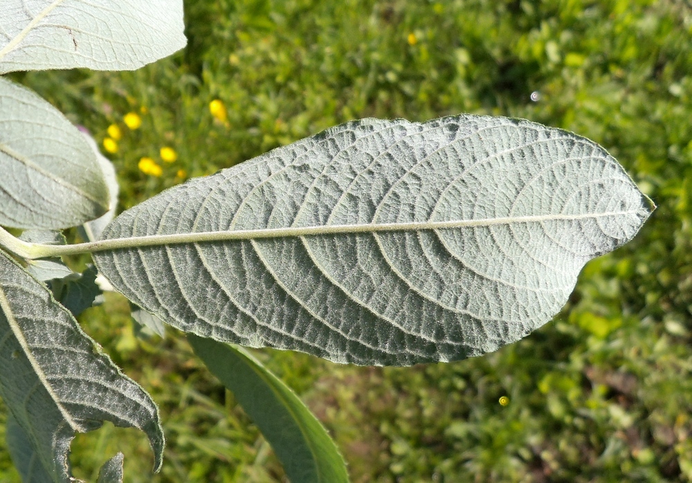 Image of Salix &times; puberula specimen.