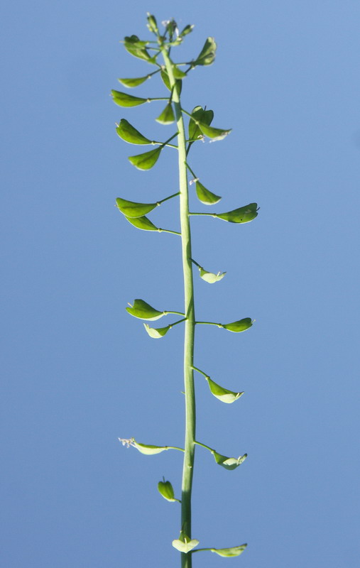 Image of Noccaea caerulescens specimen.