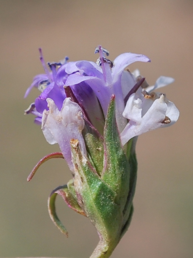 Image of Lagotis korolkowii specimen.