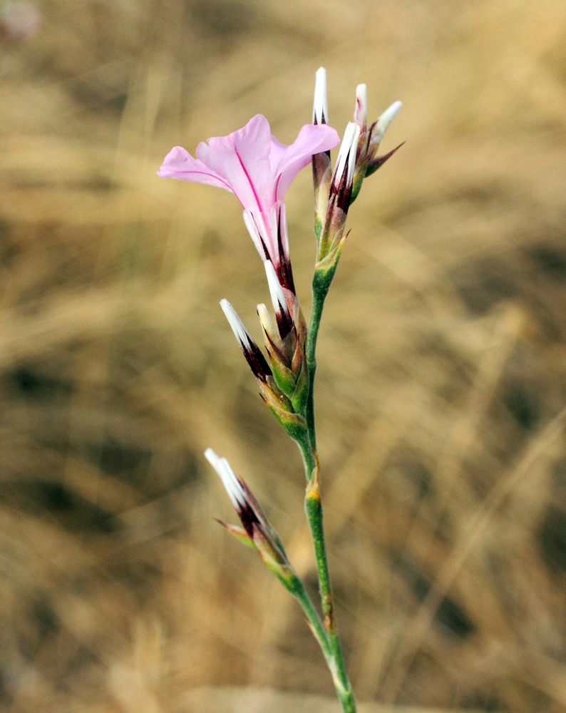 Image of Acantholimon alberti specimen.