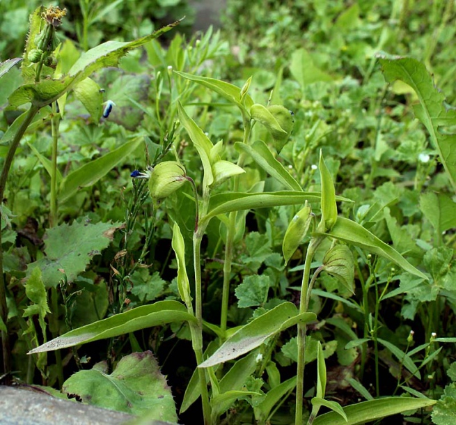 Изображение особи Commelina communis.