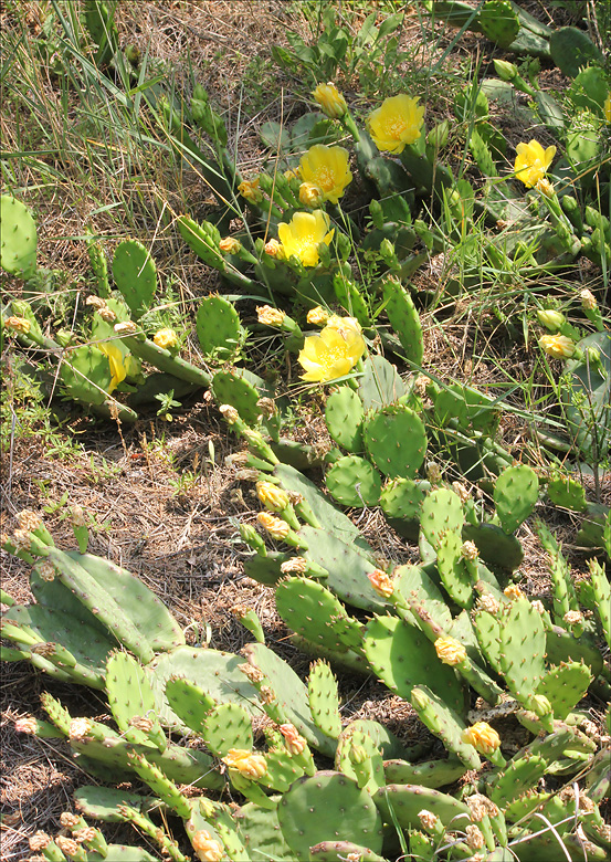 Image of Opuntia humifusa specimen.