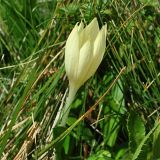 Crocus scharojanii