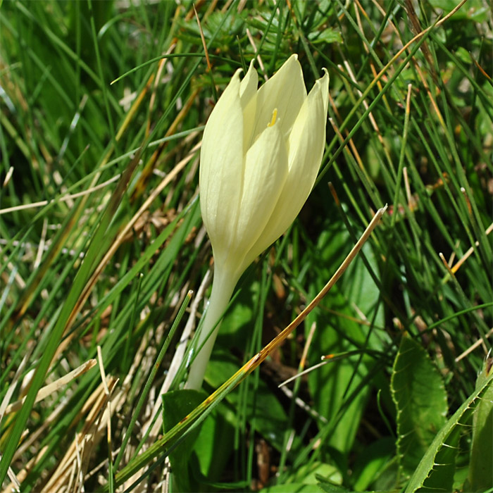 Изображение особи Crocus scharojanii.