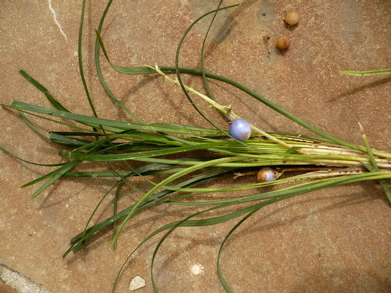 Image of Ophiopogon japonicus specimen.