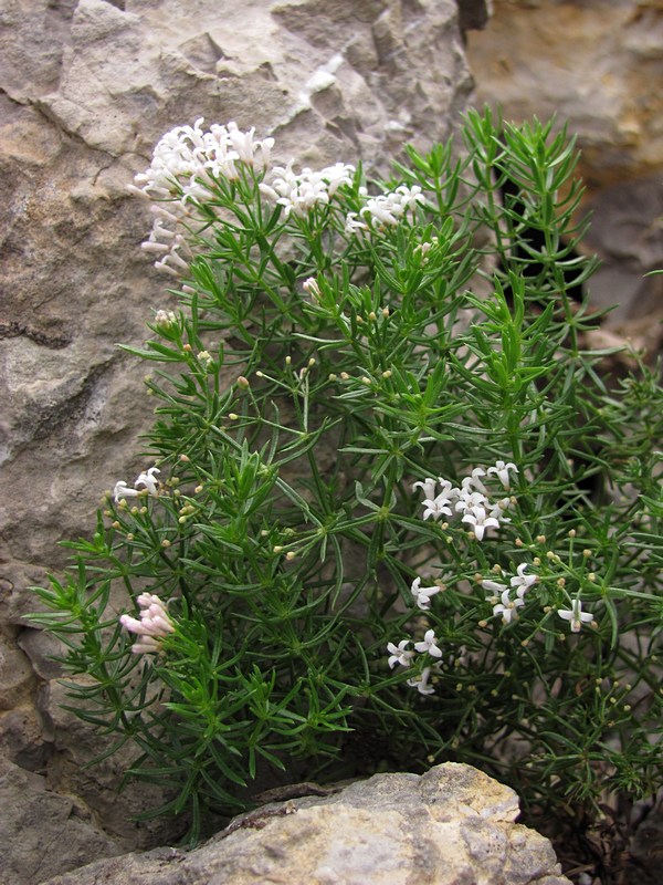 Изображение особи Asperula cretacea.