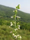 Galium humifusum