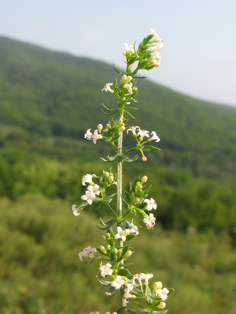 Image of Galium humifusum specimen.