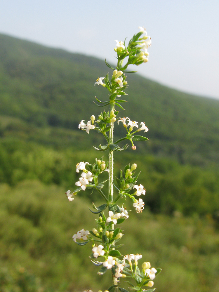 Изображение особи Galium humifusum.