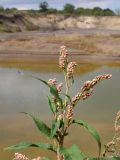 Persicaria maculosa